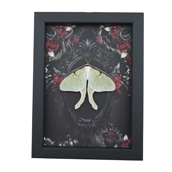 Framed Luna Moth Gothic Black Roses Actias luna Resting Framed Taxidermy Display