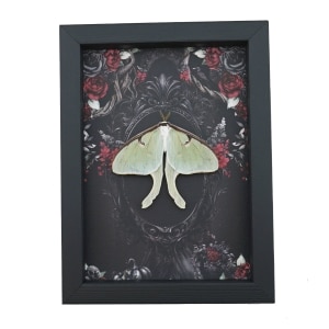 Framed Luna Moth Gothic Black Roses Actias luna Resting Framed Taxidermy Display