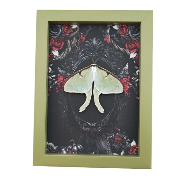 Framed Luna Moth Gothic Black Roses Actias luna Resting Framed Taxidermy Sage Green Display