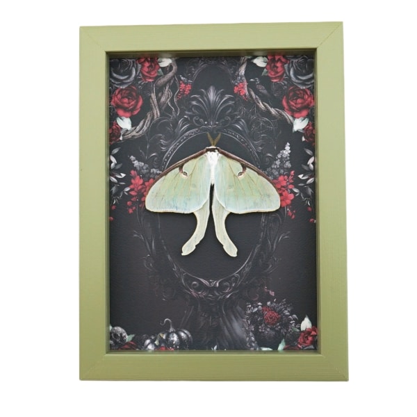 Framed Luna Moth Gothic Black Roses Actias luna Resting Framed Taxidermy Sage Green Display