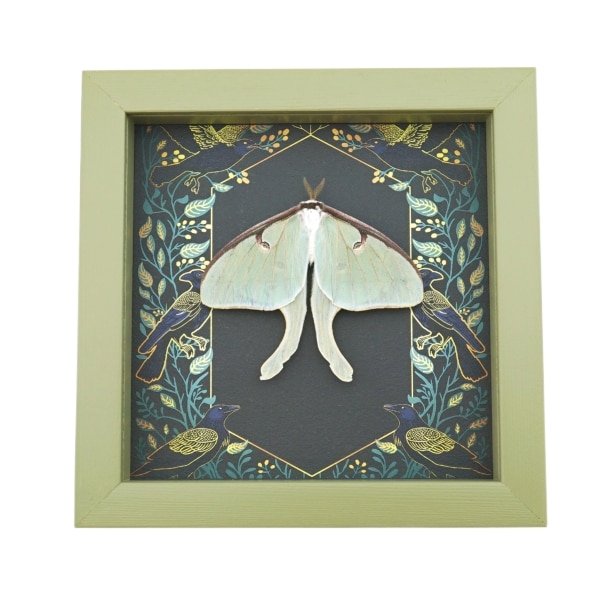 Real Luna Moth Gothic Ravens Actias luna Resting Framed Taxidermy Sage Green