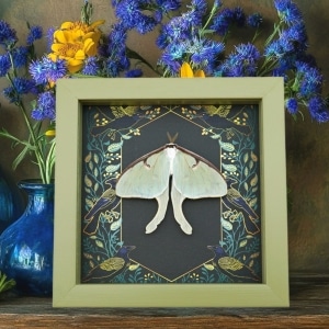 Real Luna Moth Gothic Ravens Actias luna Resting Framed Taxidermy Sage Green