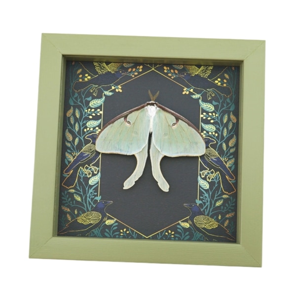 Real Luna Moth Gothic Ravens Actias luna Resting Framed Taxidermy Sage Green