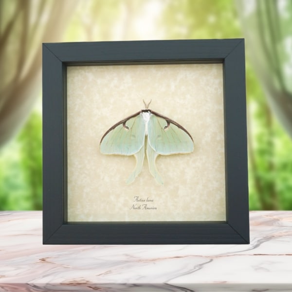 Luna Moth Display Real Framed Actias luna Resting Taxidermy
