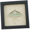 Luna Moth Display Real Framed Actias luna Resting Taxidermy