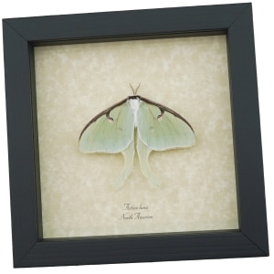 Luna Moth Display Real Framed Actias luna Resting Taxidermy