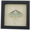 Luna Moth Display Real Framed Actias luna Resting Taxidermy