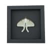 Framed Luna Moth Real Actias luna Resting Real Taxidermy Moonlight Display
