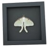 Framed Luna Moth Real Actias luna Resting Real Taxidermy Moonlight Display
