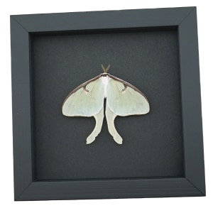 Framed Luna Moth Real Actias luna Resting Real Taxidermy Moonlight Display