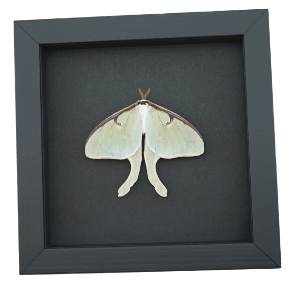 Framed Luna Moth Real Actias luna Resting Real Taxidermy Moonlight Display