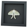 Framed Luna Moth Real Actias luna Resting Real Taxidermy Moonlight Display
