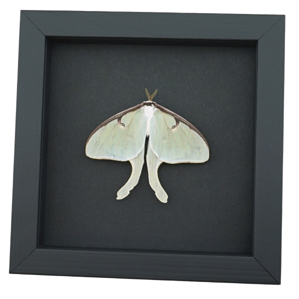 Framed Luna Moth Real Actias luna Resting Real Taxidermy Moonlight Display