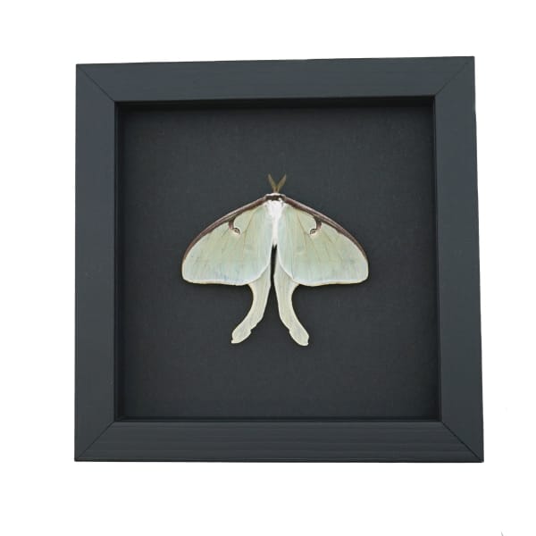 Framed Luna Moth Real Actias luna Resting Real Taxidermy Moonlight Display