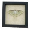 Real Luna Moth Framed Actias luna Resting Insect Taxidermy Display