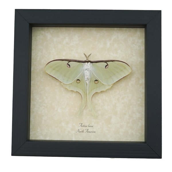 Real Luna Moth Framed Actias luna Resting Insect Taxidermy Display