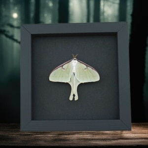 Framed Luna Moth Actias luna Resting Real Taxidermy Moonlight Display