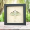 Luna Moth Display Real Framed Actias luna Resting Insect Taxidermy