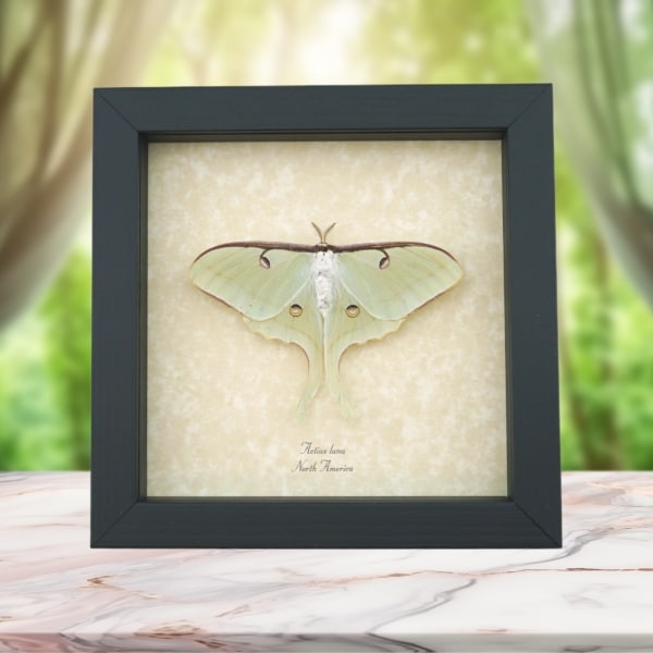 Real Luna Moth Framed Actias luna Resting Insect Taxidermy Display