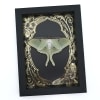 Real Luna Moth Framed Taxidermy Gold Foil Art Nouveau Actias luna Resting Display