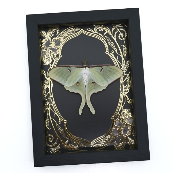 Real Luna Moth Framed Taxidermy Gold Foil Art Nouveau Actias luna Resting Display