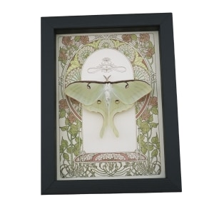 Luna Moth Art Nouveau Actias luna Female Resting Real Framed Taxidermy Display