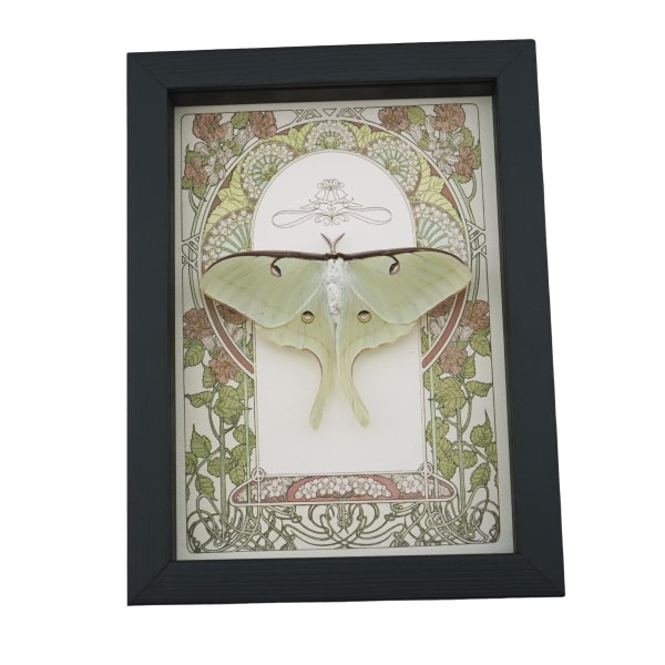 Luna Moth Art Nouveau Actias luna Female Resting Real Framed Taxidermy Display