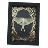 Real Luna Moth Framed Taxidermy Gold Foil Art Nouveau Actias luna Resting Display