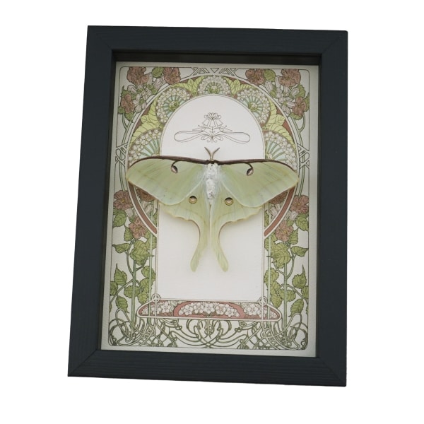 Luna Moth Art Nouveau Actias luna Female Resting Real Framed Taxidermy Display