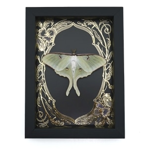 Real Luna Moth Framed Taxidermy Gold Foil Art Nouveau Actias luna Resting Display