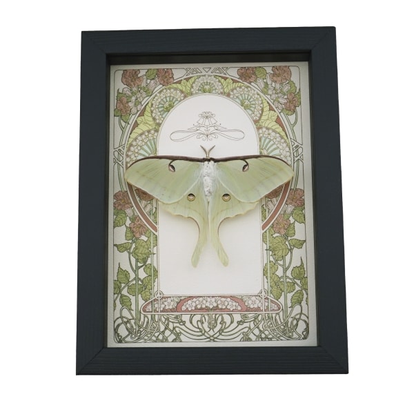 Luna Moth Art Nouveau Actias luna Female Resting Real Framed Taxidermy Display