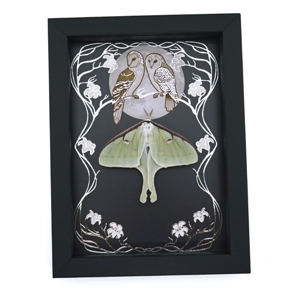 Real Framed Luna Moth Silver Foil Owls Moon Art Nouveau Actias luna Resting Taxidermy Display
