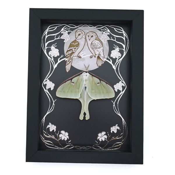 Real Framed Luna Moth Silver Foil Owls Moon Art Nouveau Actias luna Resting Taxidermy Display