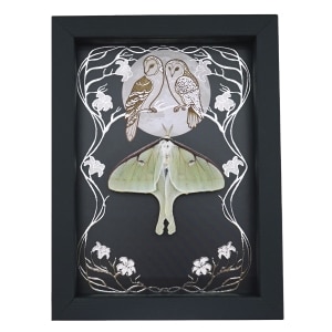 Real Framed Luna Moth Silver Foil Owls Moon Art Nouveau Actias luna Resting Taxidermy Display