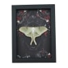 Framed Luna Moth Gothic Black Roses Actias luna Resting Framed Taxidermy