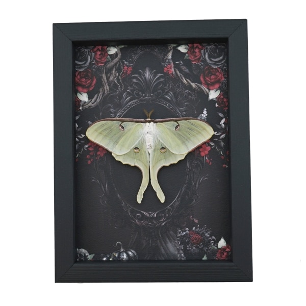 Framed Luna Moth Gothic Black Roses Actias luna Resting Framed Taxidermy