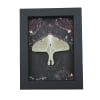 Real Luna Moth Gothic Black Roses Actias luna Resting Framed Taxidermy Display