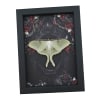 Framed Luna Moth Gothic Black Roses Actias luna Resting Framed Taxidermy