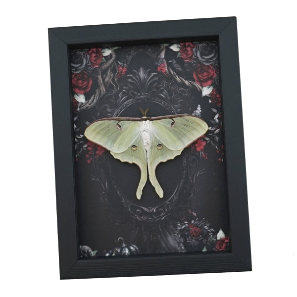 Framed Luna Moth Gothic Black Roses Actias luna Resting Framed Taxidermy