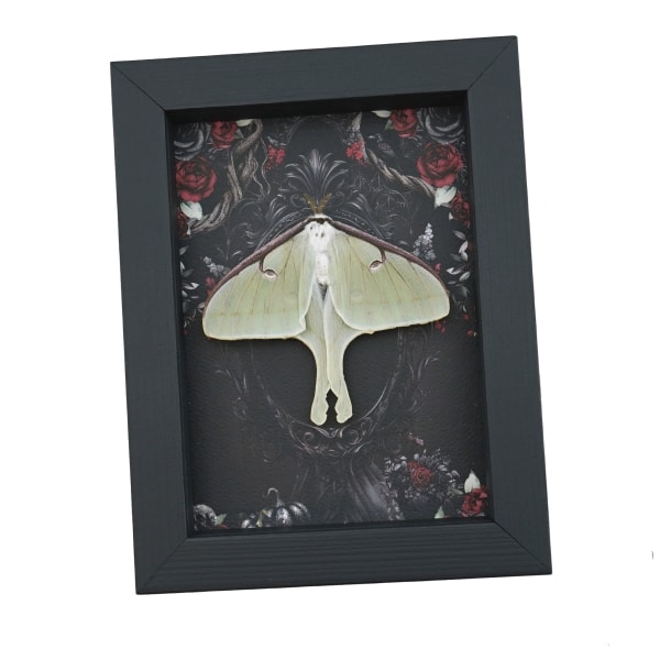 Real Luna Moth Gothic Black Roses Actias luna Resting Framed Taxidermy Display