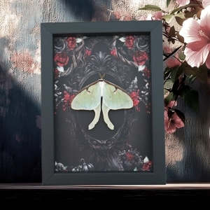 Framed Luna Moth Gothic Black Roses Actias luna Resting Framed Taxidermy Display