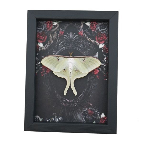 Framed Luna Moth Gothic Black Roses Actias luna Resting Framed Taxidermy