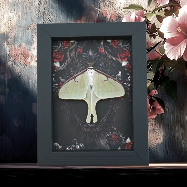 Real Luna Moth Gothic Black Roses Actias luna Resting Framed Taxidermy Display