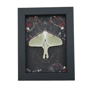 Real Luna Moth Gothic Black Roses Actias luna Resting Framed Taxidermy Display