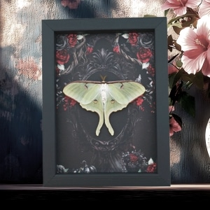 Framed Luna Moth Gothic Black Roses Actias luna Resting Framed Taxidermy