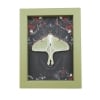 Real Luna Moth Gothic Black Roses Actias luna Resting Framed Taxidermy Sage Green Display