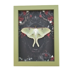 Framed Luna Moth Gothic Black Roses Actias luna Resting Framed Taxidermy Sage Green