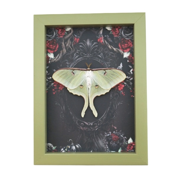 Framed Luna Moth Gothic Black Roses Actias luna Resting Framed Taxidermy Sage Green