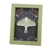 Real Luna Moth Gothic Black Roses Actias luna Resting Framed Taxidermy Sage Green Display