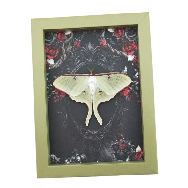 Framed Luna Moth Gothic Black Roses Actias luna Resting Framed Taxidermy Sage Green